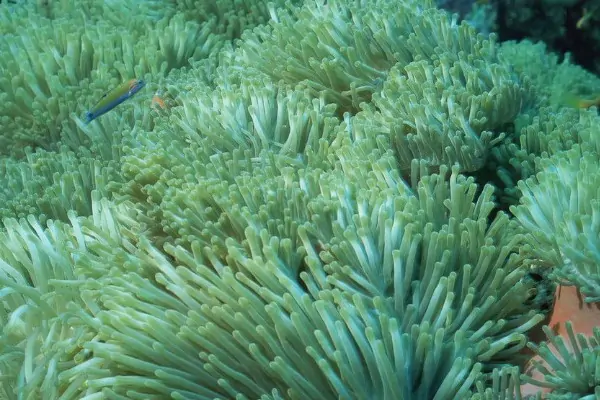 珊瑚虫为什么是动物-珊瑚和珊瑚虫哪个是动物哪个是植物-