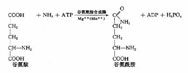 谷氨酰胺合成酶的介绍(谷氨酰胺合成酶有哪些作用?)